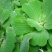 水芙蓉浮萍水生植物水培水白菜河道池塘净化水质基