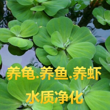 水芙蓉浮萍水生植物水培水白菜河道池塘净化水质基