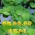 水芙蓉浮萍水生植物水培水白菜河道池塘净化水质基