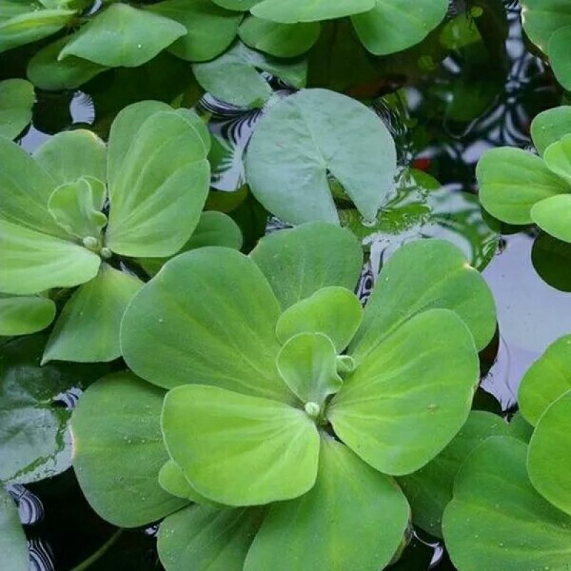 水芙蓉浮萍水生植物水培水白菜河道池塘净化水质基