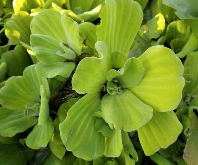 水芙蓉浮萍水生植物水培水白菜河道池塘净化水质基