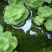 水芙蓉浮萍水生植物水培水白菜河道池塘净化水质基