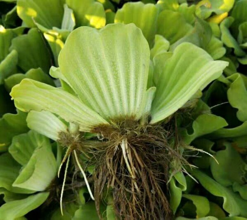 水芙蓉浮萍水生植物水培水白菜河道池塘净化水质基