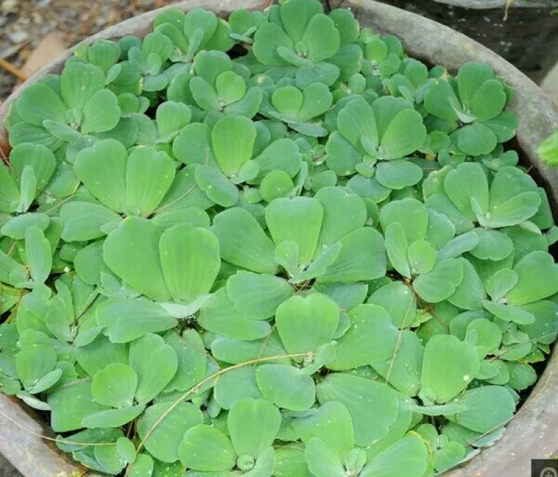 水芙蓉浮萍水生植物水培水白菜河道池塘净化水质基