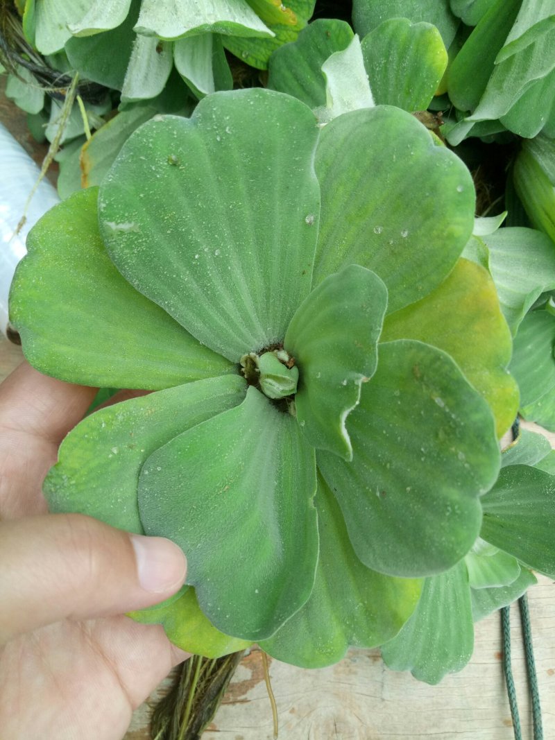 水芙蓉浮萍水生植物水培水白菜河道池塘净化水质基