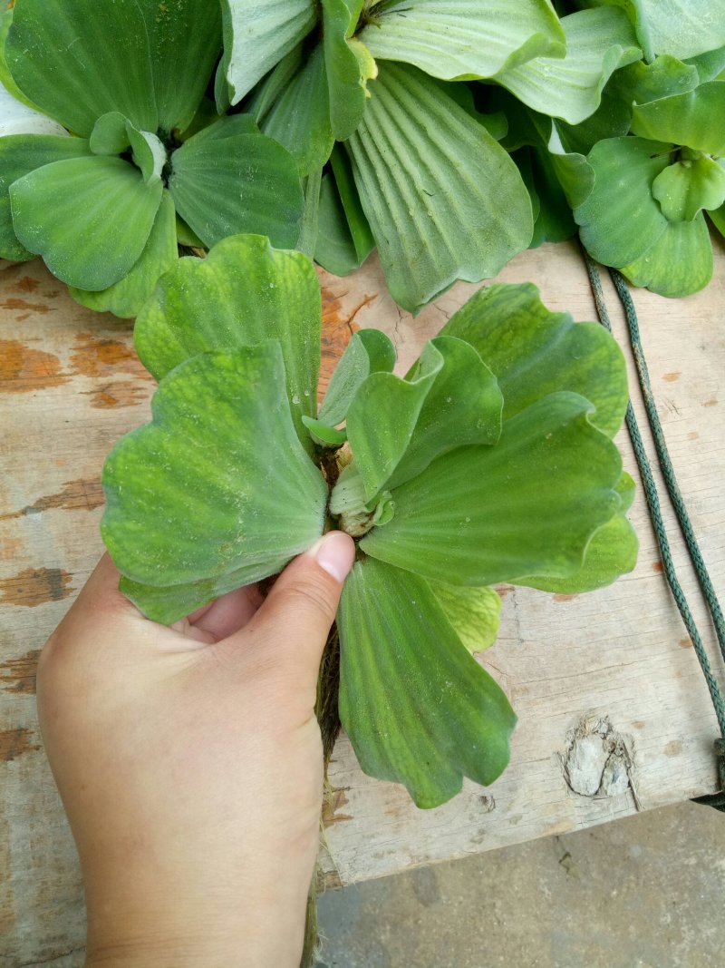 水芙蓉浮萍水生植物水培水白菜河道池塘净化水质基
