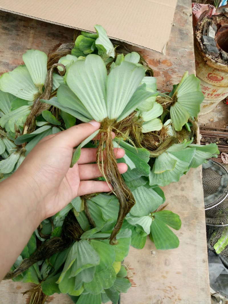 水芙蓉浮萍水生植物水培水白菜河道池塘净化水质基