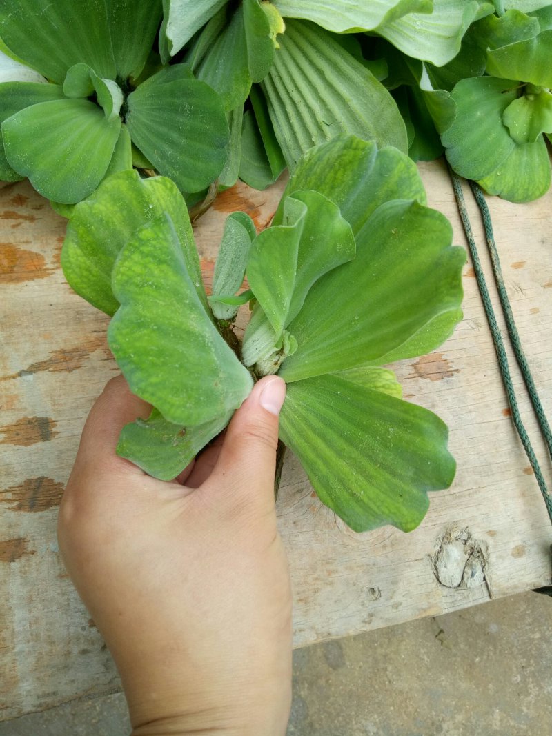 水芙蓉浮萍水生植物水培水白菜河道池塘净化水质基