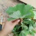 水芙蓉浮萍水生植物水培水白菜河道池塘净化水质基