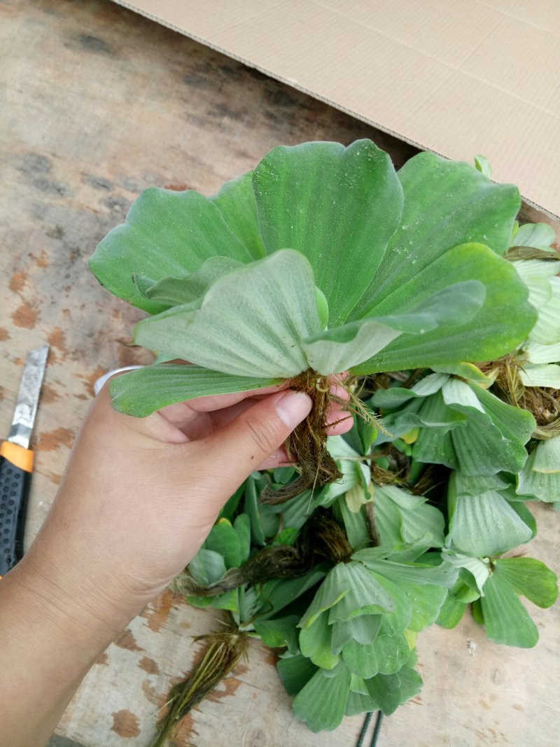 水芙蓉浮萍水生植物水培水白菜河道池塘净化水质基