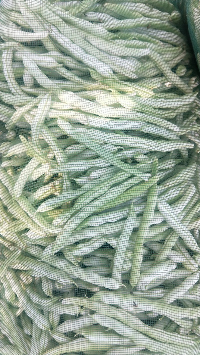 内蒙赤峰市翁牛特旗桥头镇架豆上市了