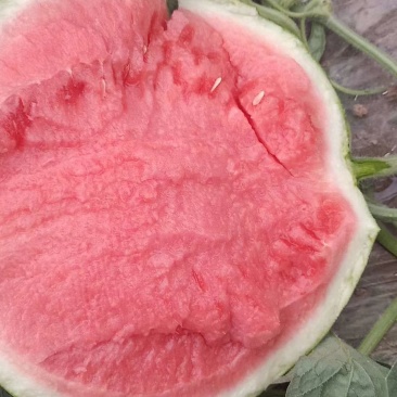 8424西瓜🍉