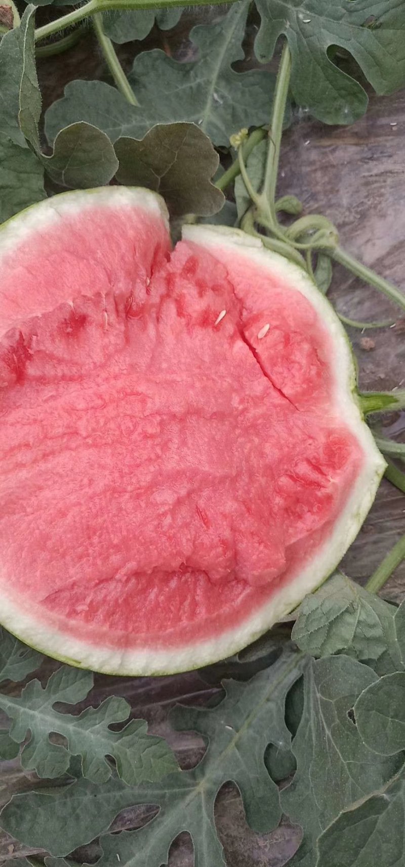 8424西瓜🍉