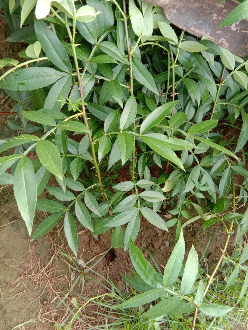 九叶青青花椒苗30～50