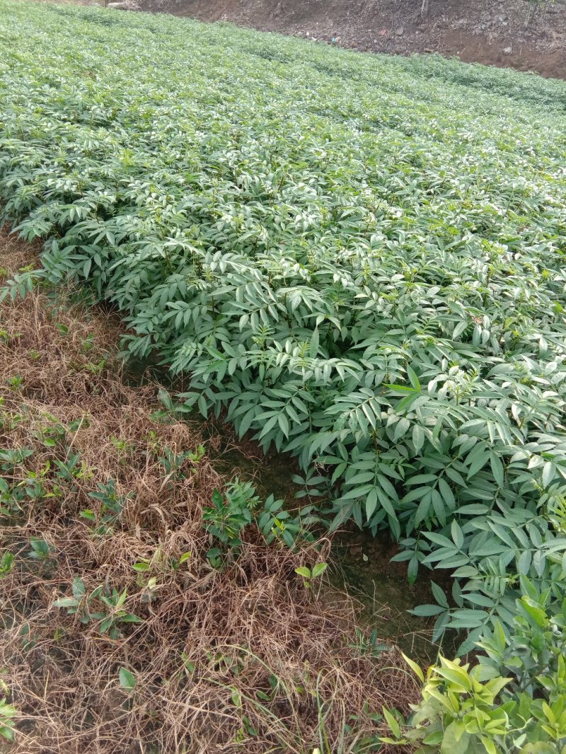 九叶青青花椒苗30～50