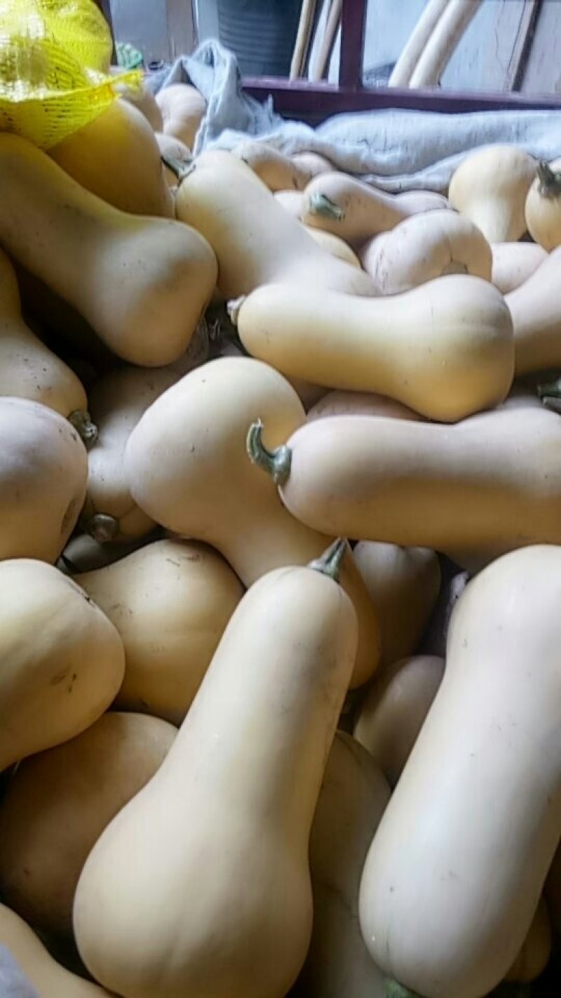 奶油南瓜
