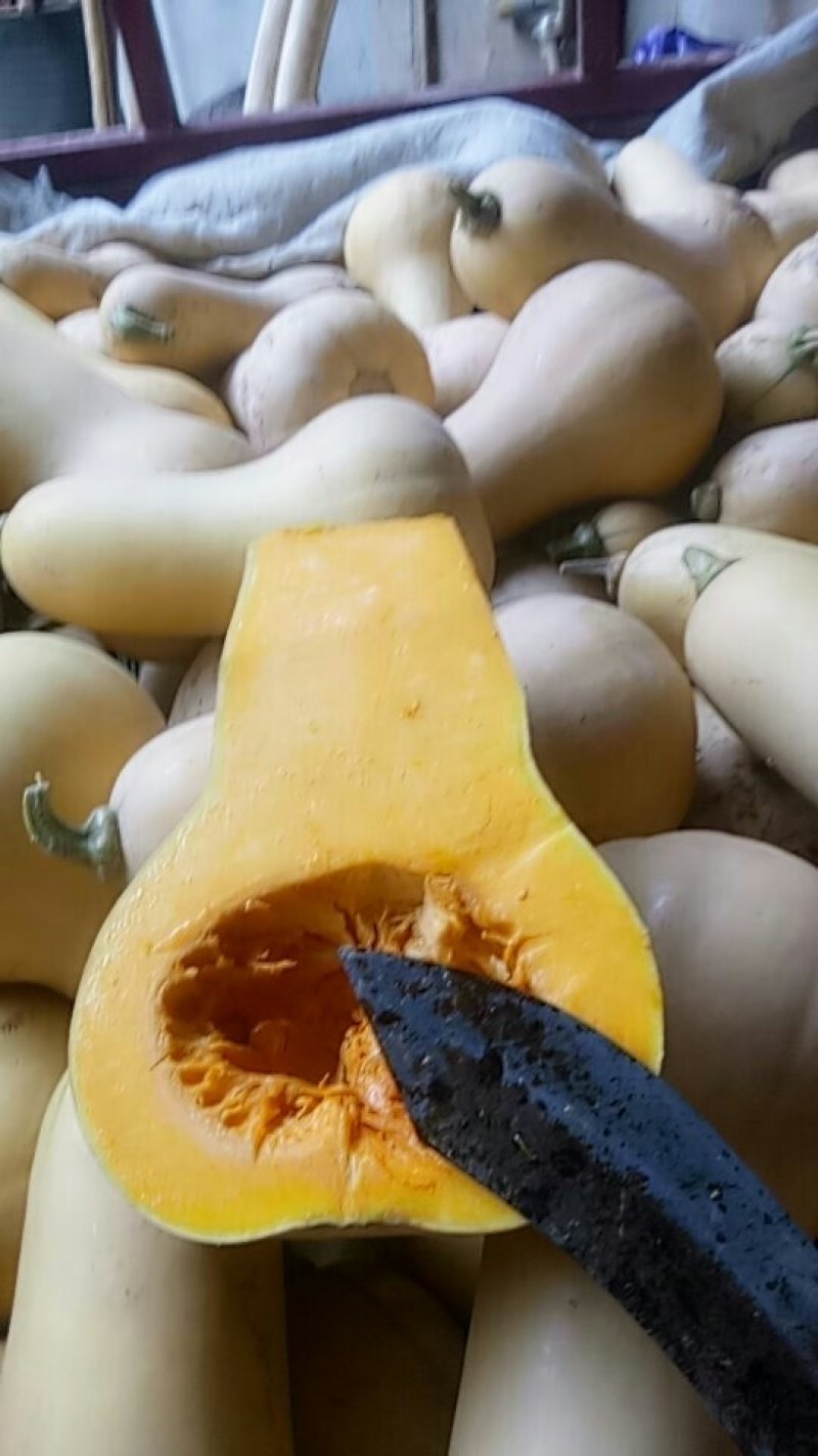 奶油南瓜