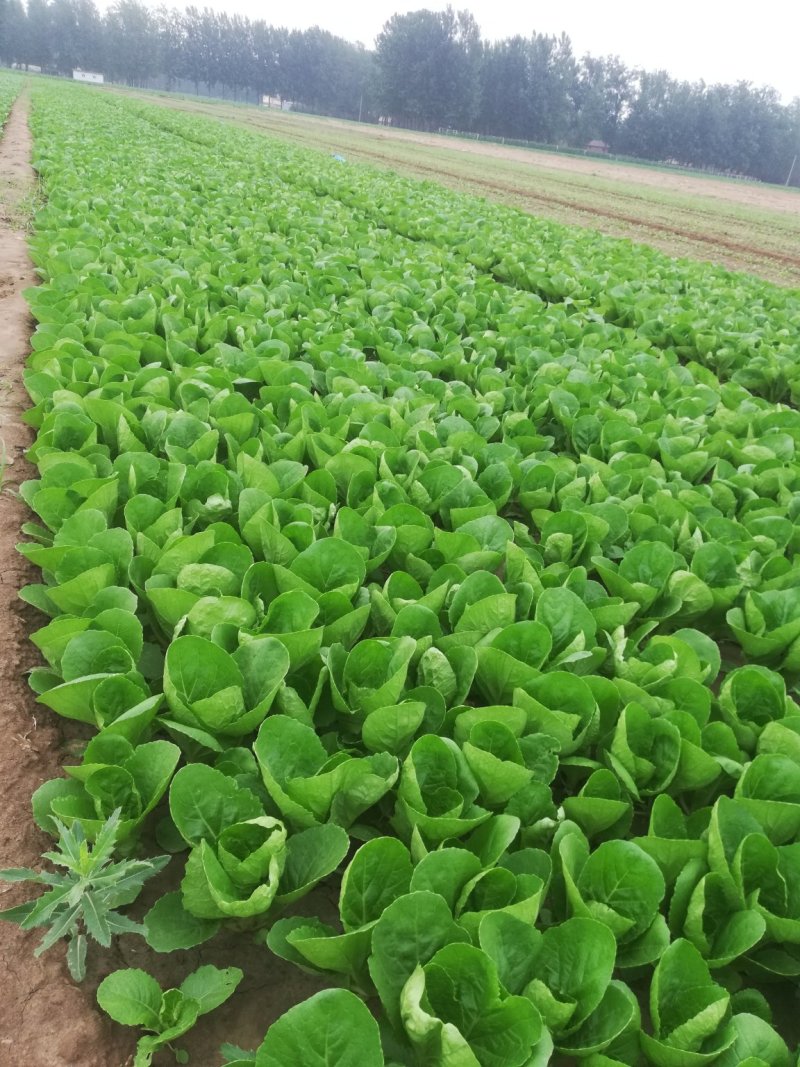 精品油菜