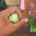 精品油菜