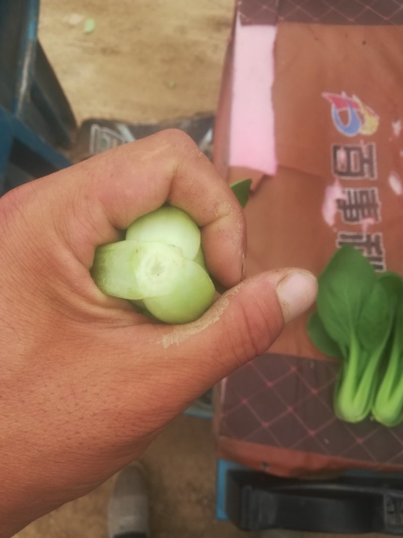 精品油菜