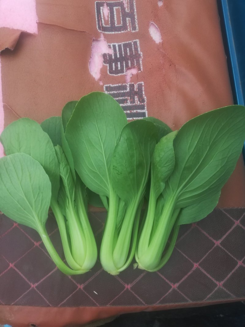 精品油菜