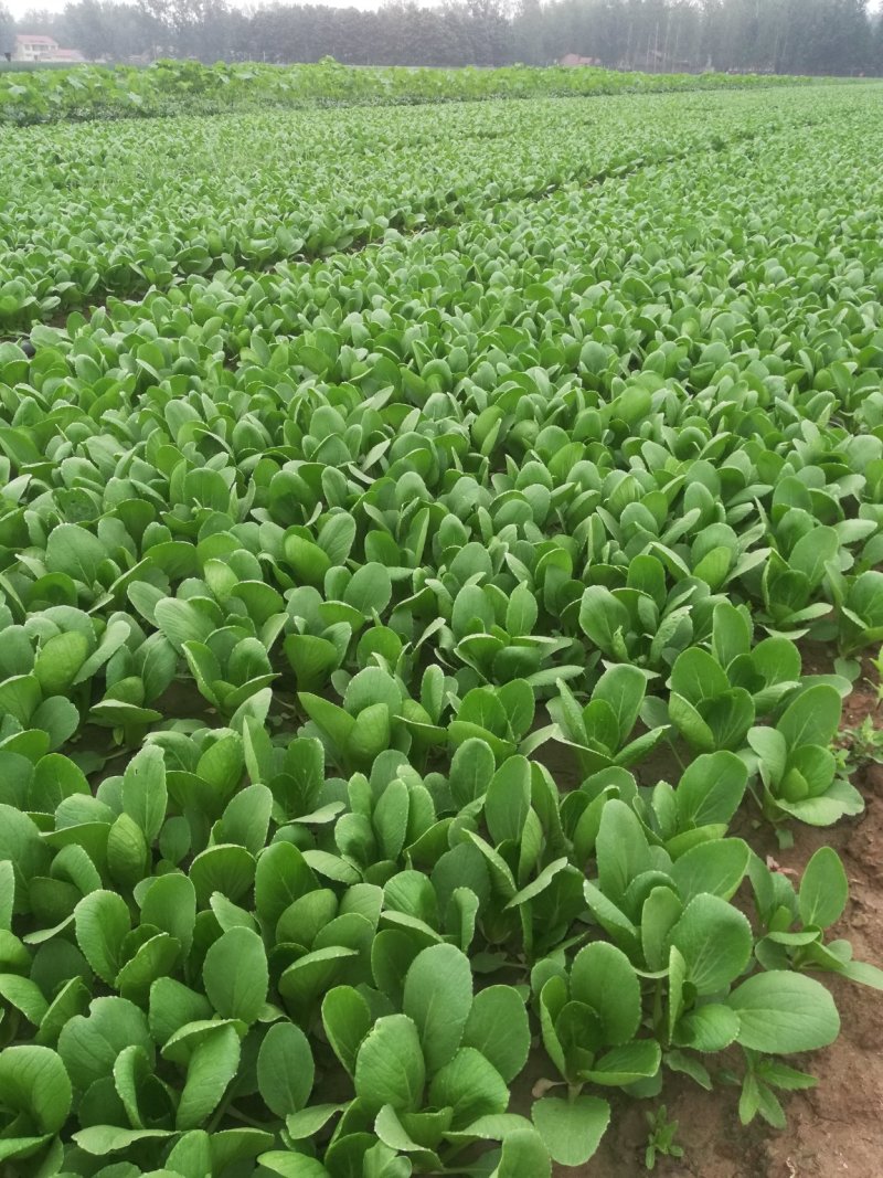 精品油菜