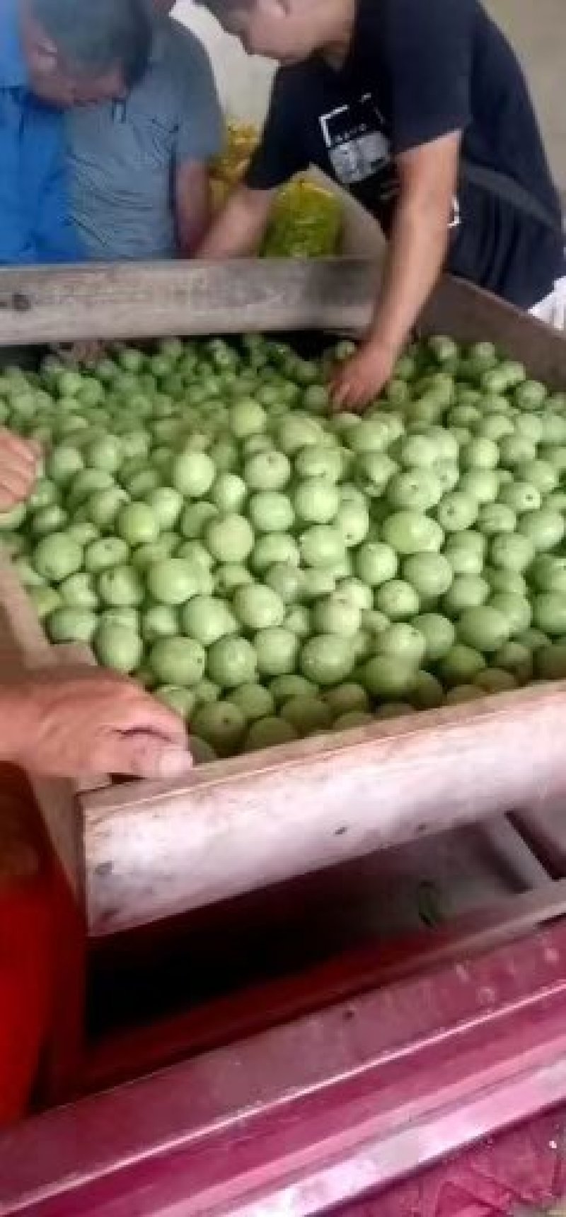 赞皇灵寿县优质青皮辽系核桃香菱清香大个薄皮核桃