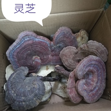 神农架野生灵芝