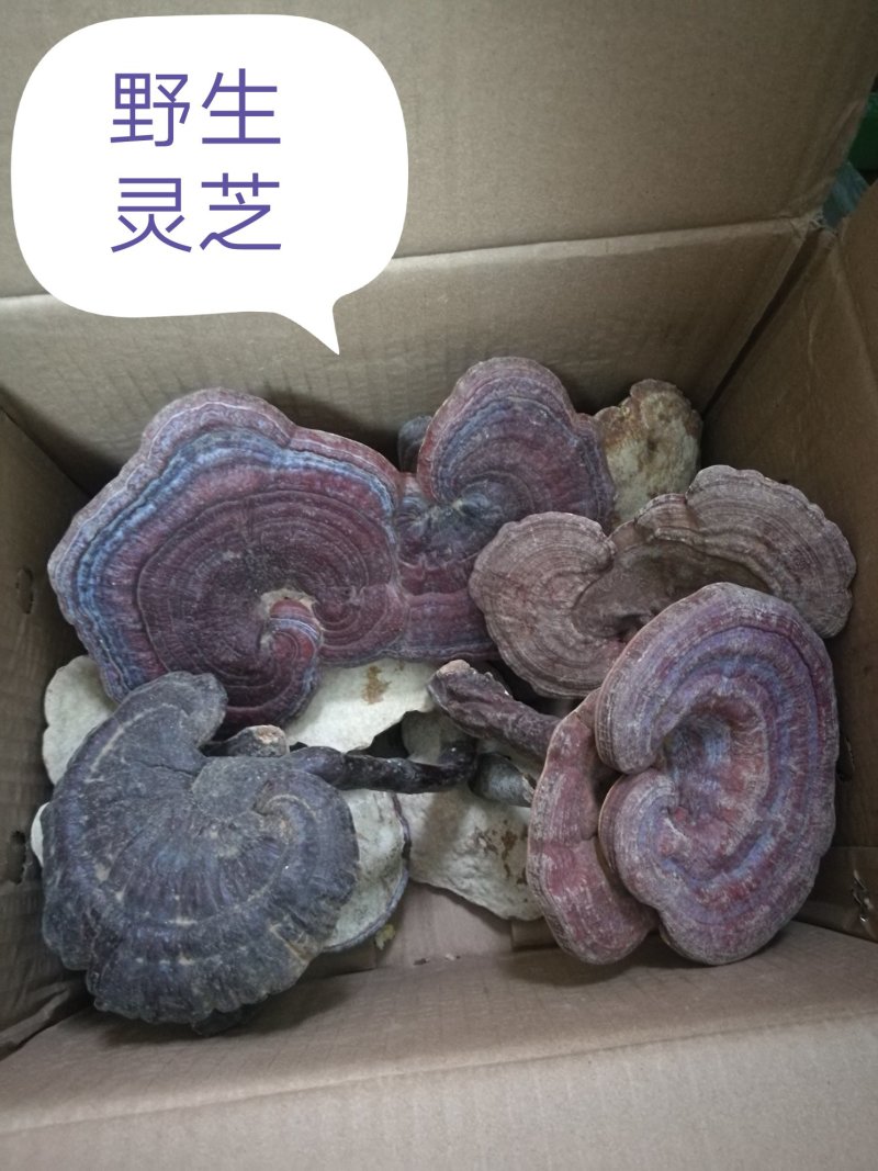 神农架野生灵芝