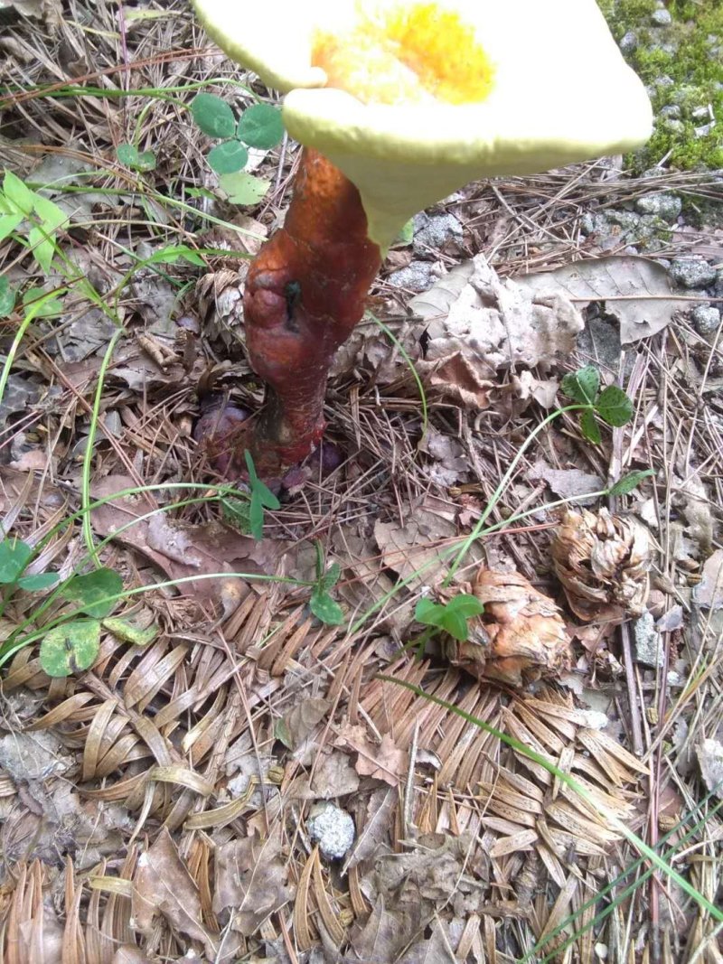 神农架野生灵芝
