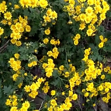 神农架野菊花