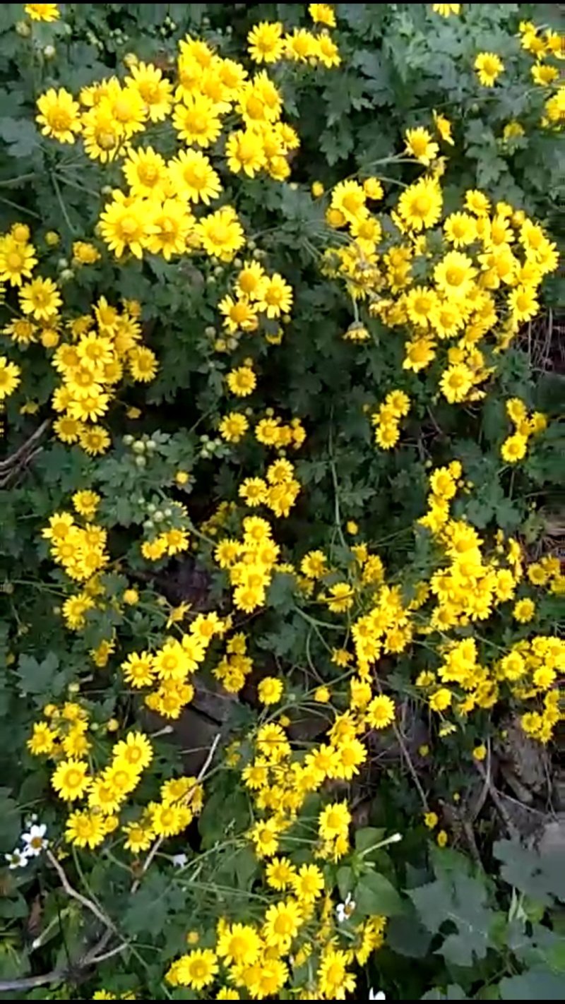 神农架野菊花