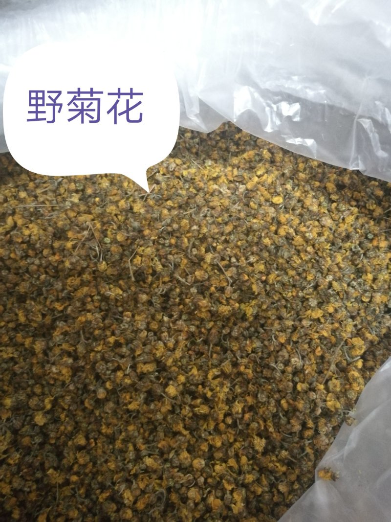 神农架野菊花