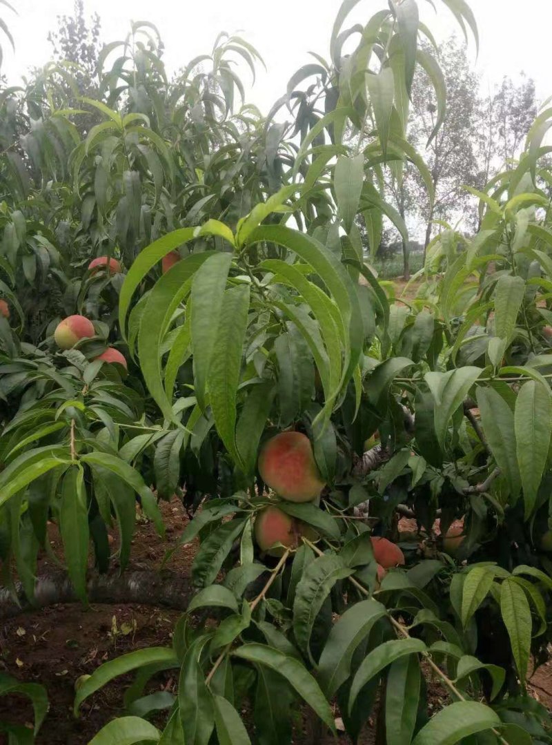秋彤毛桃产地批发离核秋彤毛桃大量上市一手货源