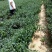 线椒