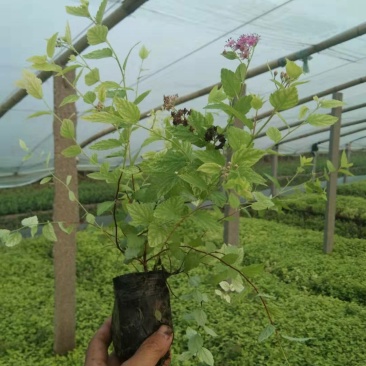 金山绣线菊