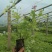 金山绣线菊