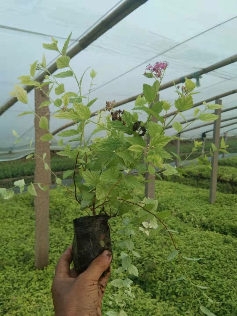 金山绣线菊