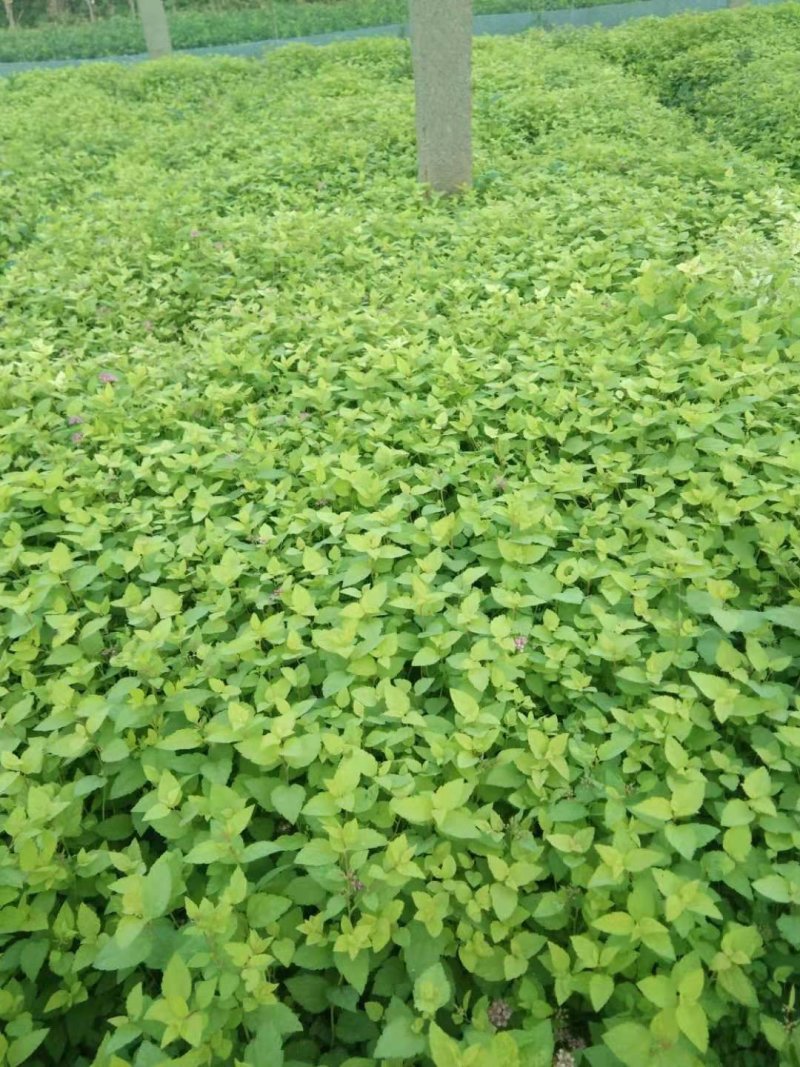 金山绣线菊