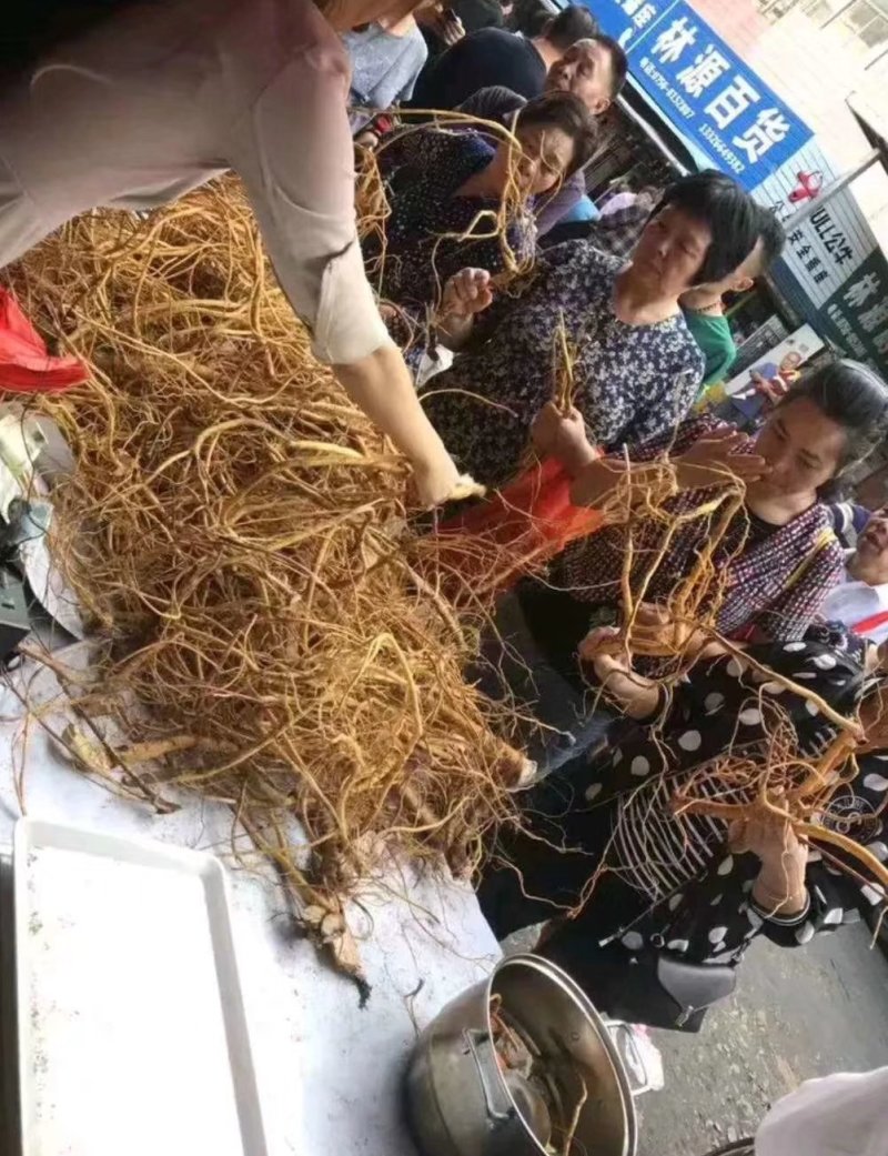 五指毛桃发家致富好项目，种植中药材五指毛桃苗是不错的选择