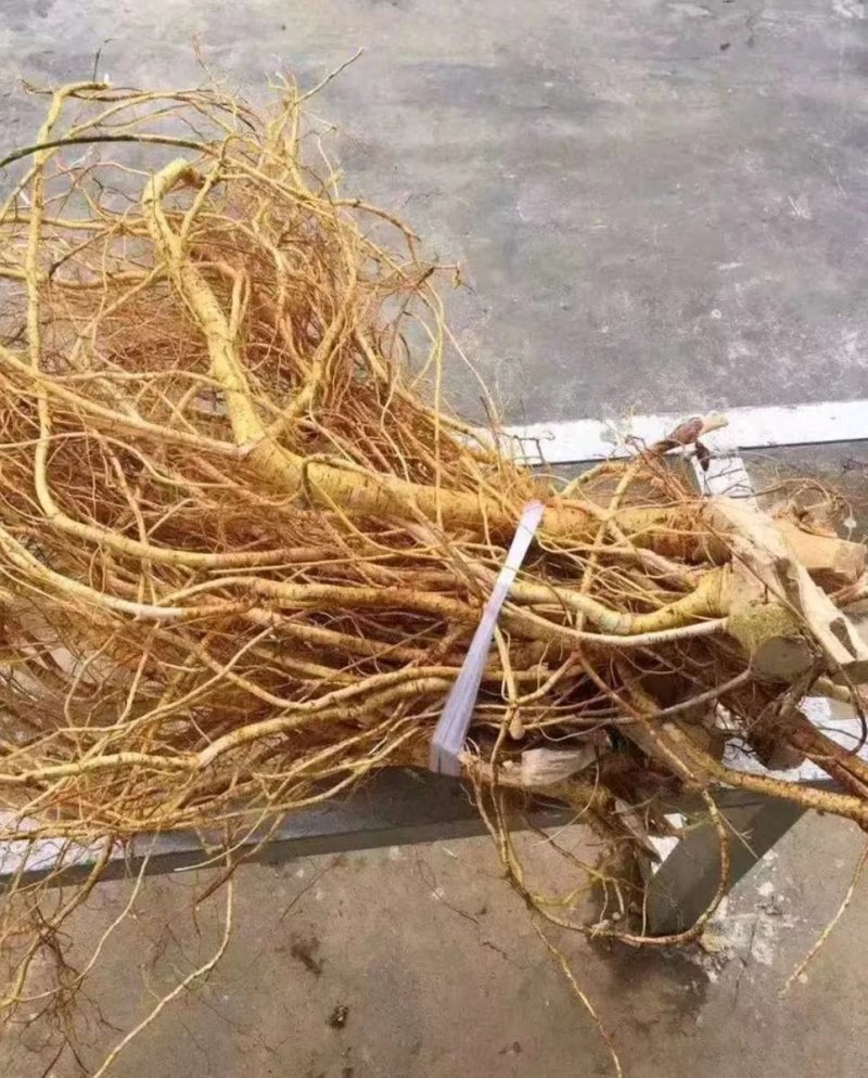 五指毛桃发家致富好项目，种植中药材五指毛桃苗是不错的选择