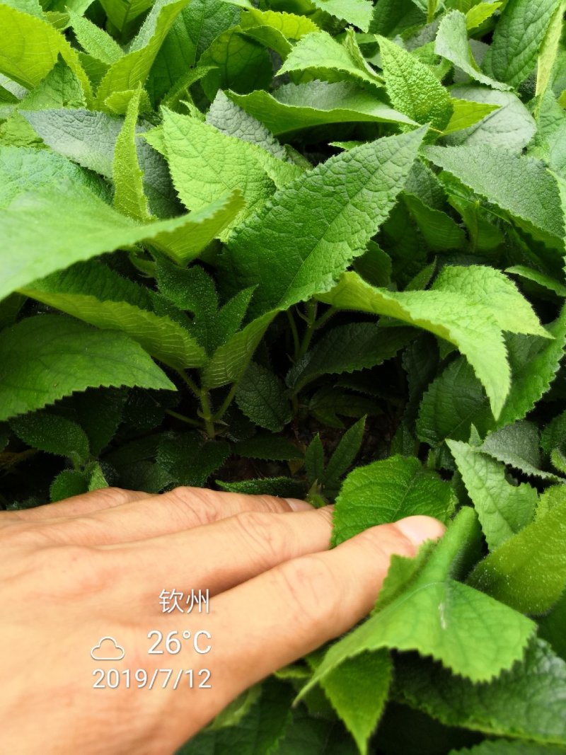 五指毛桃发家致富好项目，种植中药材五指毛桃苗是不错的选择