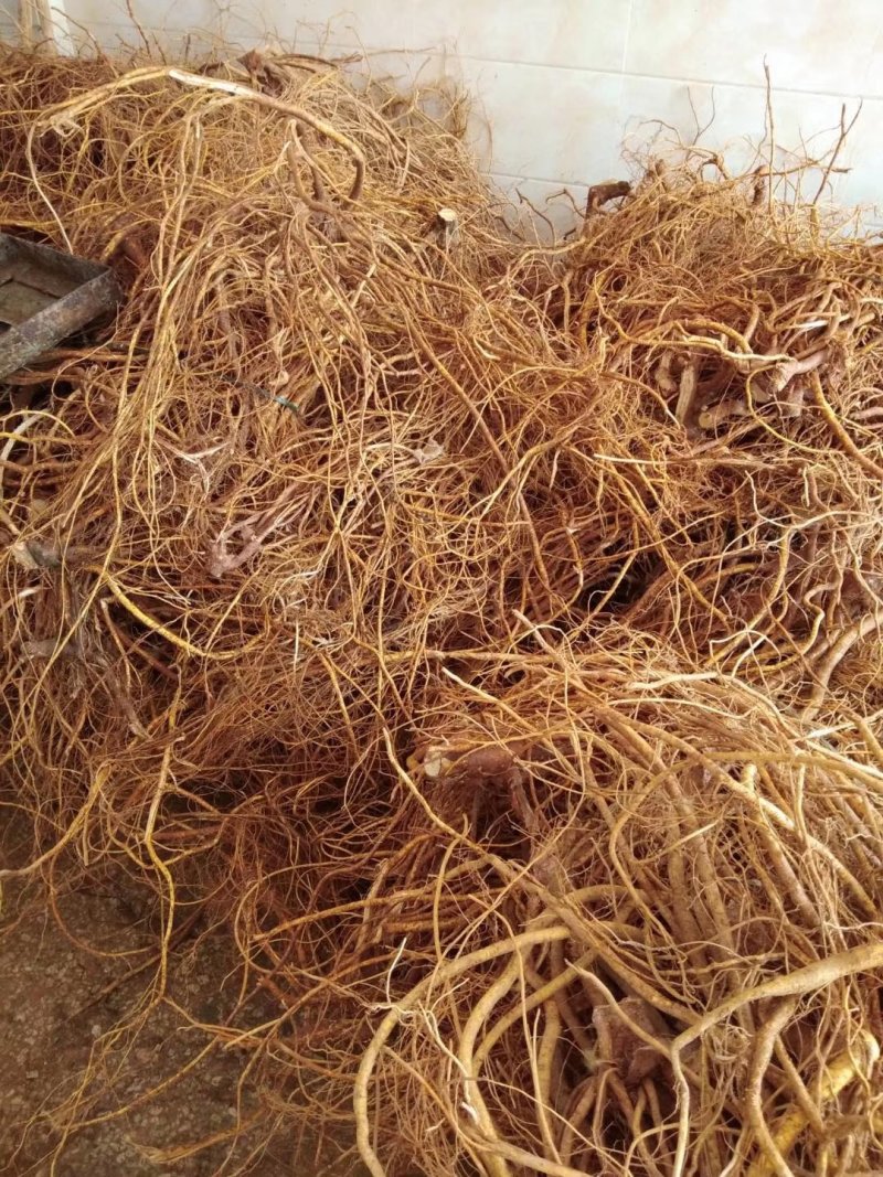 五指毛桃发家致富好项目，种植中药材五指毛桃苗是不错的选择