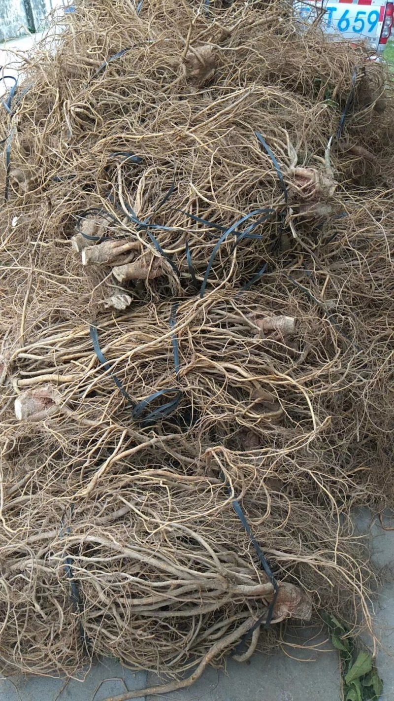 五指毛桃发家致富好项目，种植中药材五指毛桃苗是不错的选择