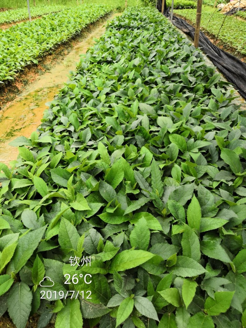 五指毛桃发家致富好项目，种植中药材五指毛桃苗是不错的选择