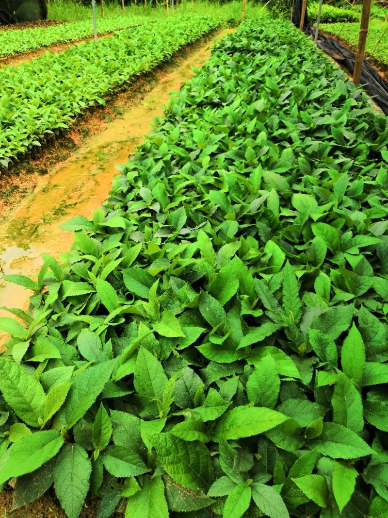 五指毛桃发家致富好项目，种植中药材五指毛桃苗是不错的选择