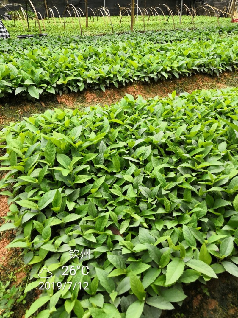 五指毛桃发家致富好项目，种植中药材五指毛桃苗是不错的选择