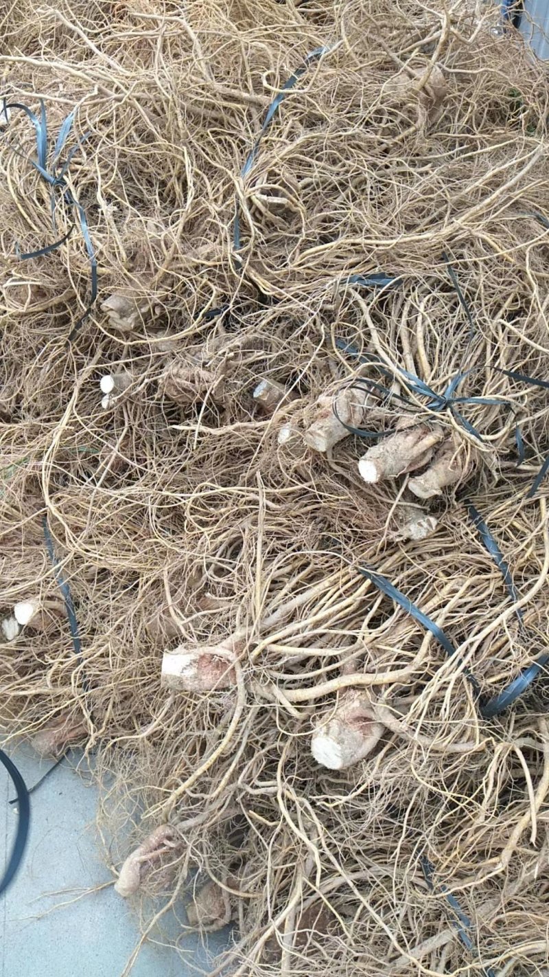 五指毛桃发家致富好项目，种植中药材五指毛桃苗是不错的选择