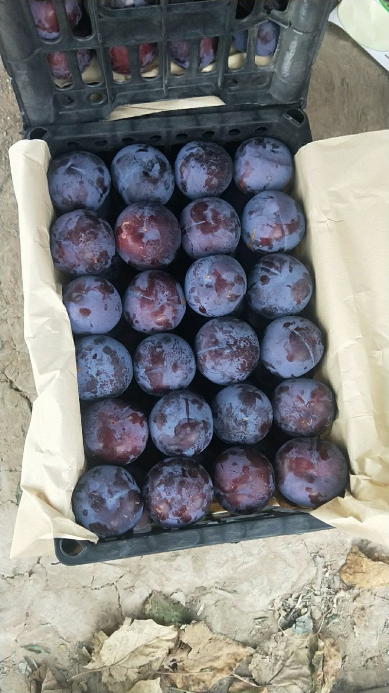 黑巨李黑布林李子黑宝石李子黑总统李子现货供应欢迎采购