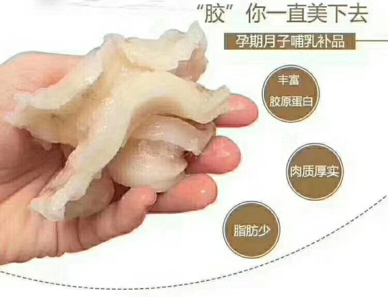 赤鱼胶